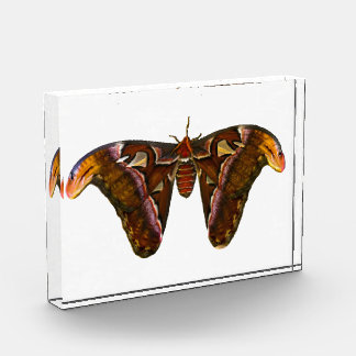 Atlas Moth - Snake Head Photo Block