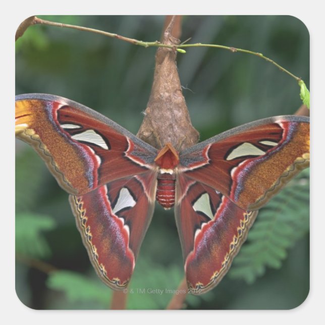 Atlas moth square sticker (Front)