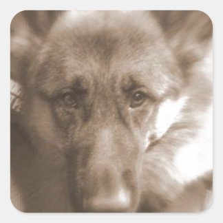 Atlas the Wonderdog Square Sticker