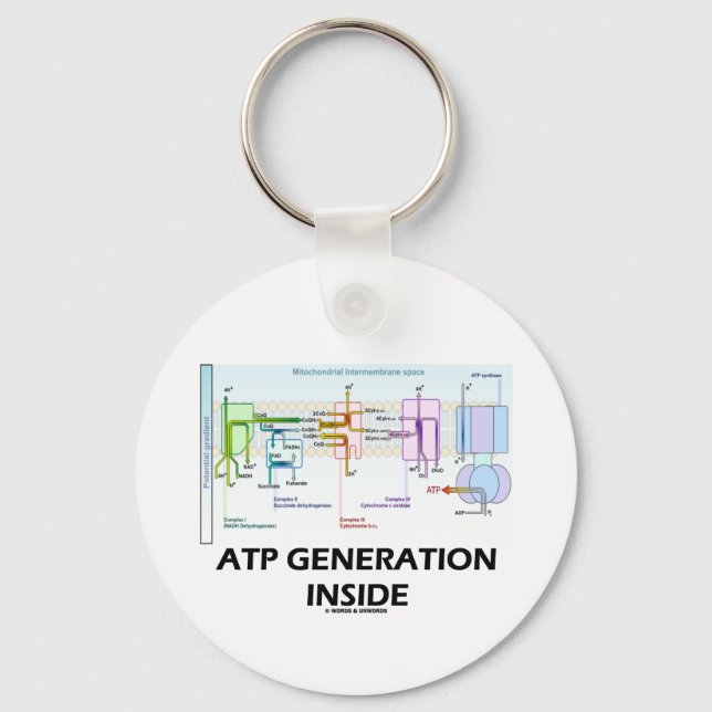 ATP Generation Inside (Electron Transport Chain) Key Ring (Front)