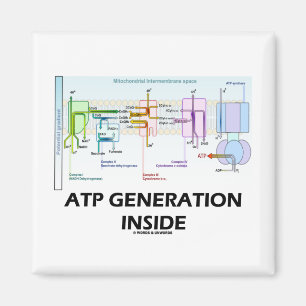 ATP Generation Inside (Electron Transport Chain) Magnet