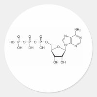 ATP molecule