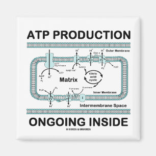 ATP Production Ongoing Inside Magnet