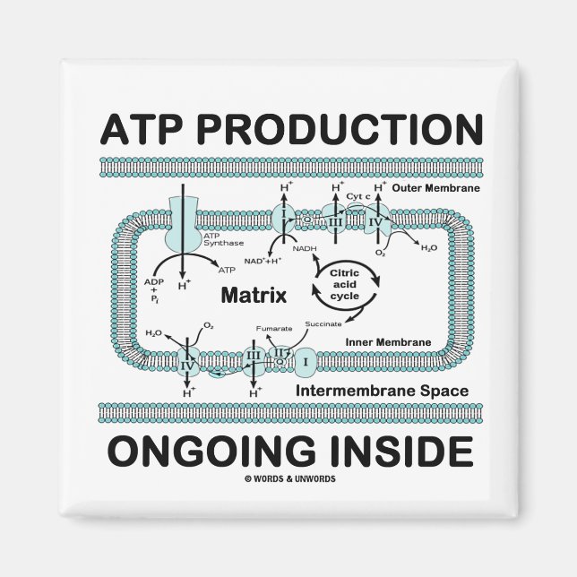 ATP Production Ongoing Inside Magnet (Front)