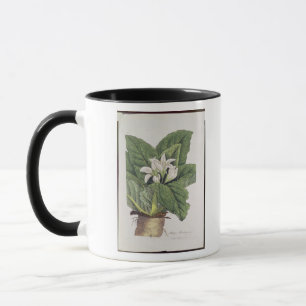 Atropa mandragora mug