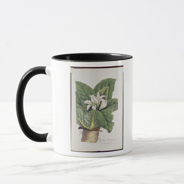 Atropa mandragora mug (Left)