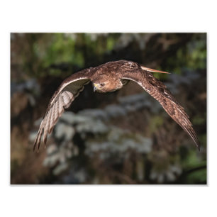 Attack Mode Red-tailed Hawk Photo Print