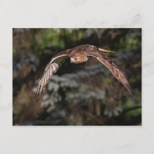 Attack Mode Red-tailed Hawk Postcard