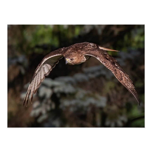 Attack Mode Red-tailed Hawk Poster (Front)