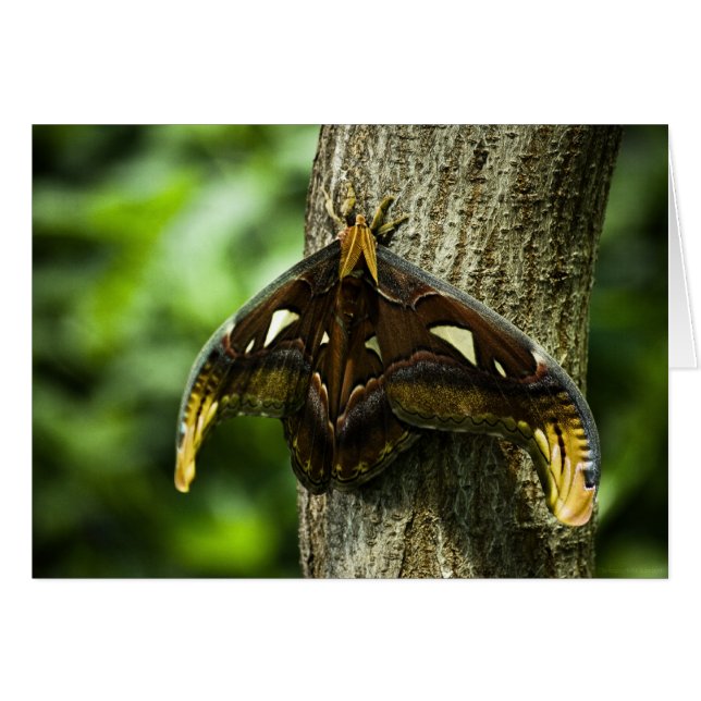 Attacus Atlas Card (Front Horizontal)
