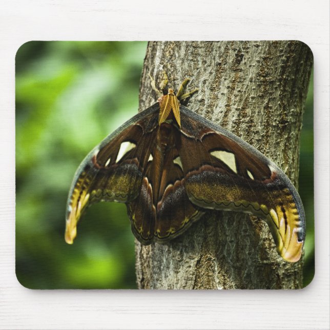 Attacus Atlas Mousepad (Front)