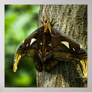 Attacus Atlas Print