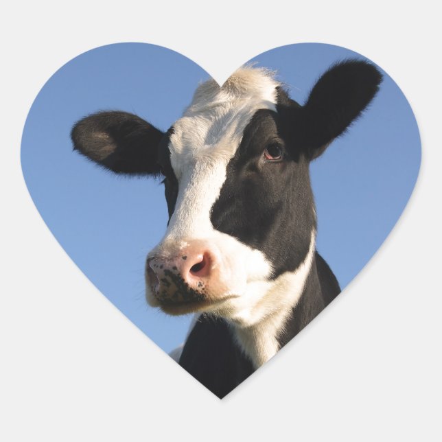 Attentive cow heart sticker (Front)