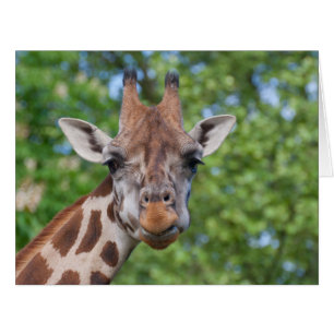 Attentive Giraffe