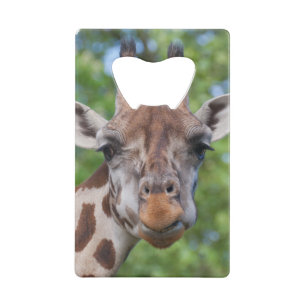 Attentive Giraffe