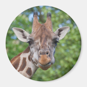 Attentive Giraffe Magnet
