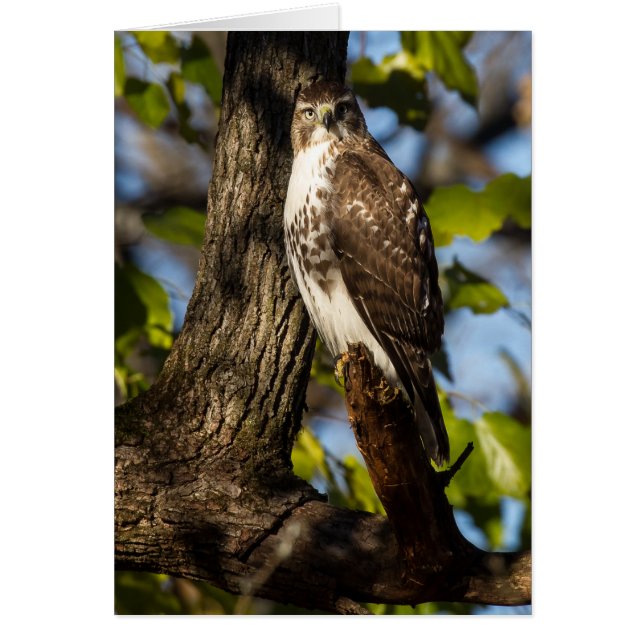 Attentive Hawk (Front)