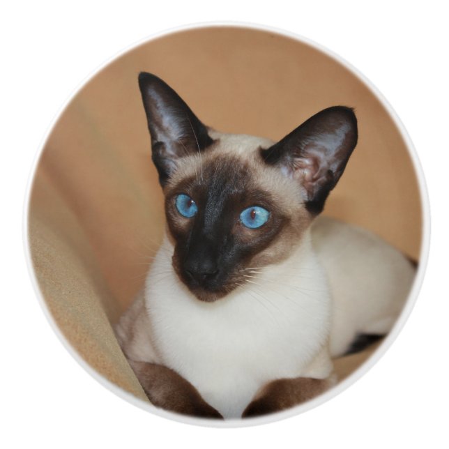 Attentive Siamese Cat Ceramic Knob (Front)