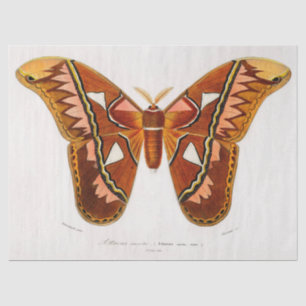 atticus atlas moth tissue paper