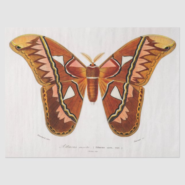 atticus atlas moth tissue paper (Front)