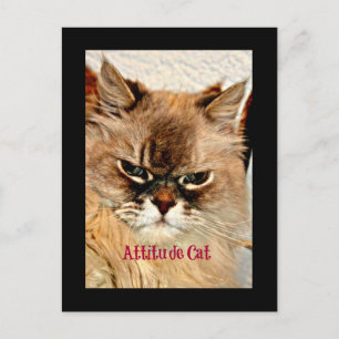 Attitude Cat Postcard
