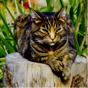 Attitude Cat Standing Photo Sculpture