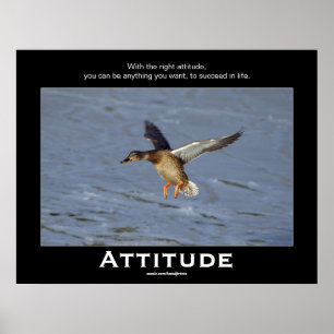 Attitude Mallard Duck Motivational Posters