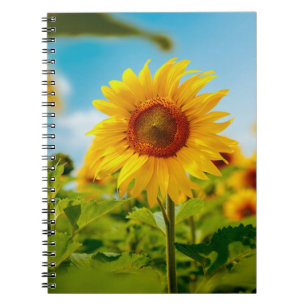 Attractive field with bright yellow sunflowers clo notebook