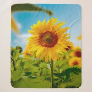 Attractive field with bright yellow sunflowers clo sherpa blanket