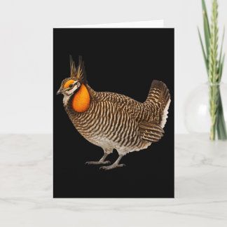 Attwaters Prairie Chicken Bird Wildlife Nature  Card