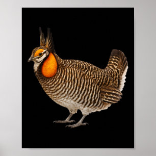 Attwaters Prairie Chicken Bird Wildlife Nature Poster