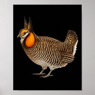 Attwaters Prairie Chicken Bird Wildlife Nature  Poster