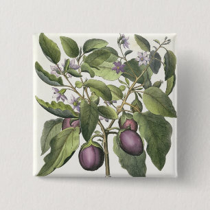 Aubergine: Melanzana fructu pallido, from the 'Hor 15 Cm Square Badge