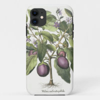 Aubergine: Melanzana fructu pallido, from the 'Hor