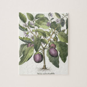 Aubergine: Melanzana fructu pallido, from the 'Hor Jigsaw Puzzle
