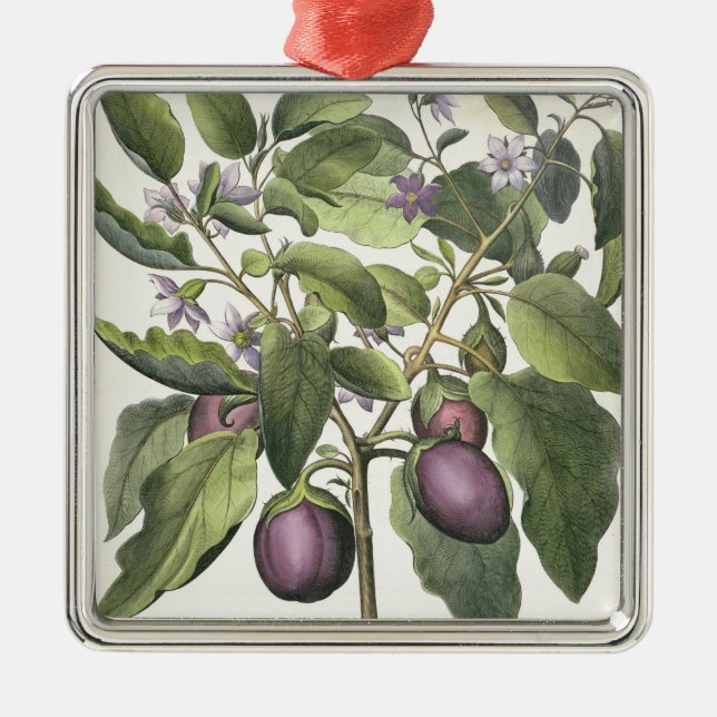 Aubergine: Melanzana fructu pallido, from the 'Hor Metal Ornament (Front)