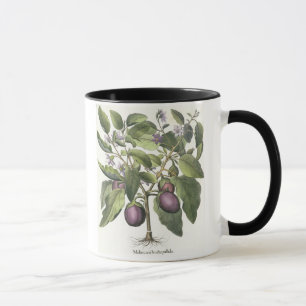 Aubergine: Melanzana fructu pallido, from the 'Hor Mug