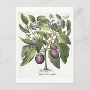 Aubergine: Melanzana fructu pallido, from the 'Hor Postcard