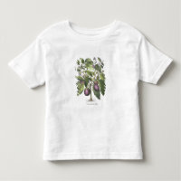 Aubergine: Melanzana fructu pallido, from the 'Hor