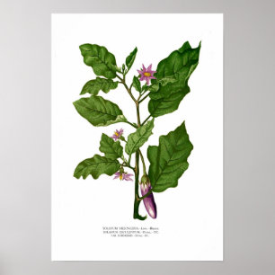 Aubergine Poster