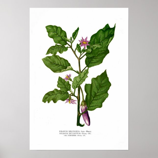Aubergine Poster (Front)