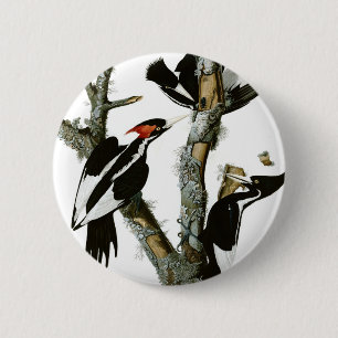 Aububon's Ivory-billed Woodpecker in Ash tree 6 Cm Round Badge