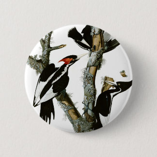 Aububon's Ivory-billed Woodpecker in Ash tree 6 Cm Round Badge