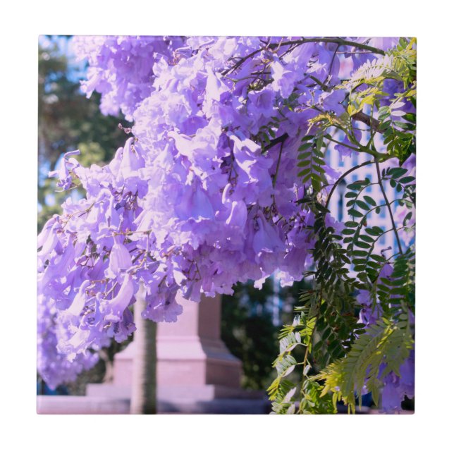 Auckland's Purple Princess Tree Decorative Tiles (Front)