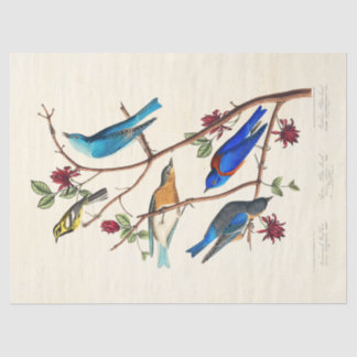Audobon Bird ephemera tissue paper