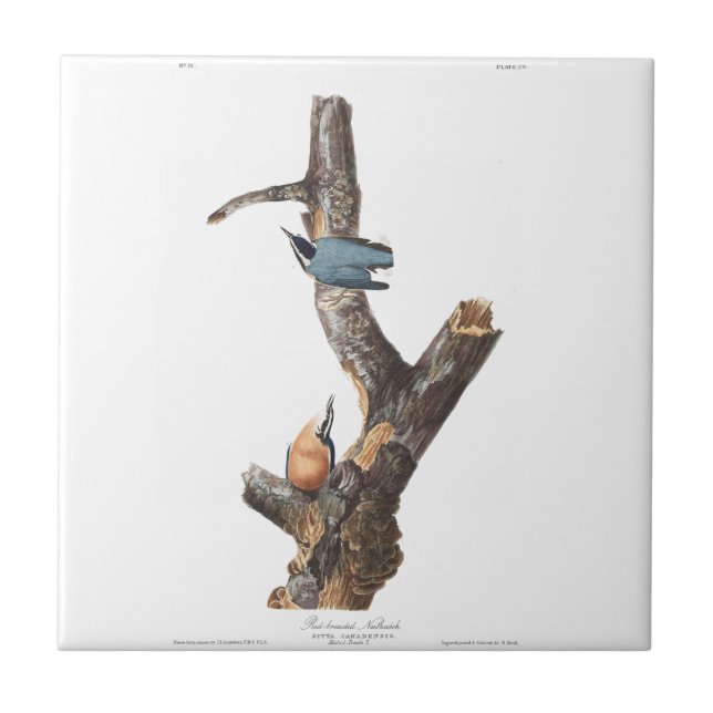Audobon Red-Breasted Nuthatch Ceramic Tile (Front)