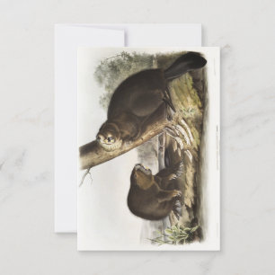 Audubon American Beaver Portrait Invitation