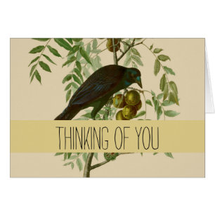 Audubon American Crow Black Bird