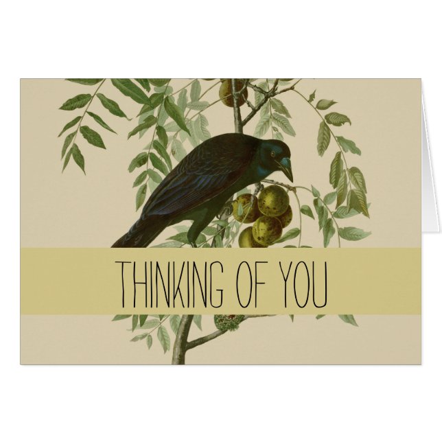 Audubon American Crow Black Bird (Front Horizontal)