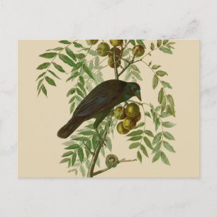 Audubon American Crow Black Bird Postcard